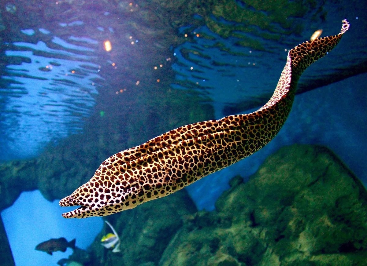 Yashirin kamera bilan tsenzurasiz yapon massaji